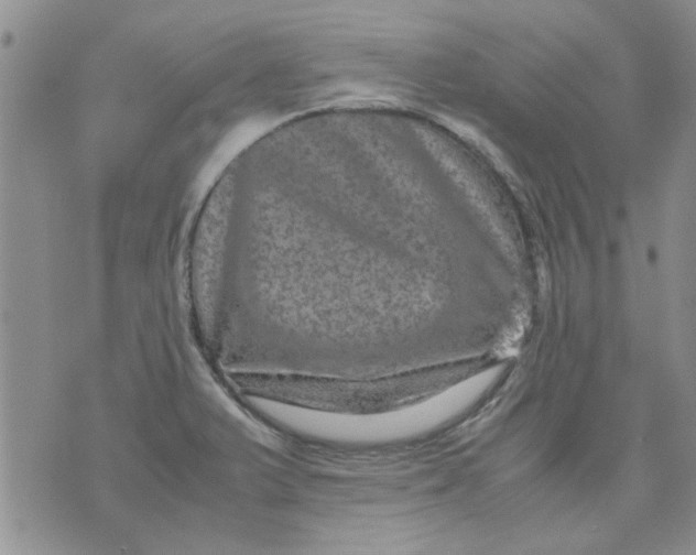 X0000071861375200607211906