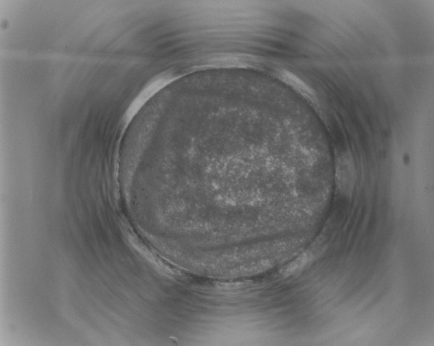 X0000071861378200607211906