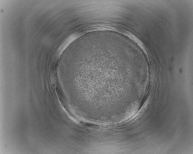 X0000071861385200607211906