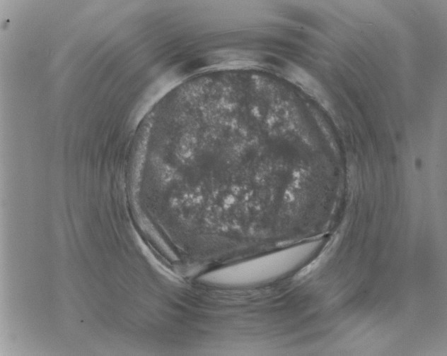 X0000071861425200607211906