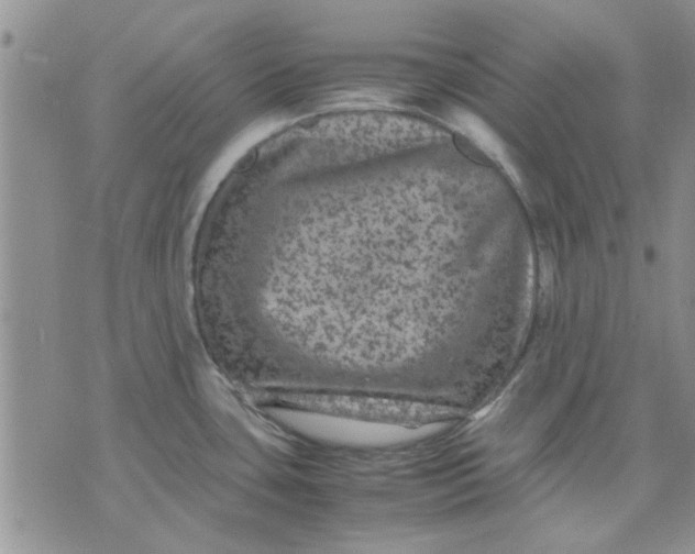 X0000071861435200607211906