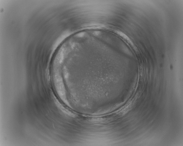 X0000071861466200607211905