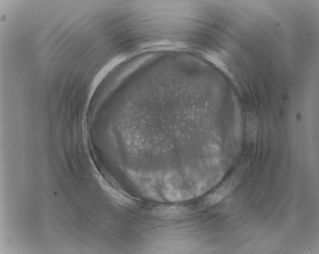 X0000071861474200607211905