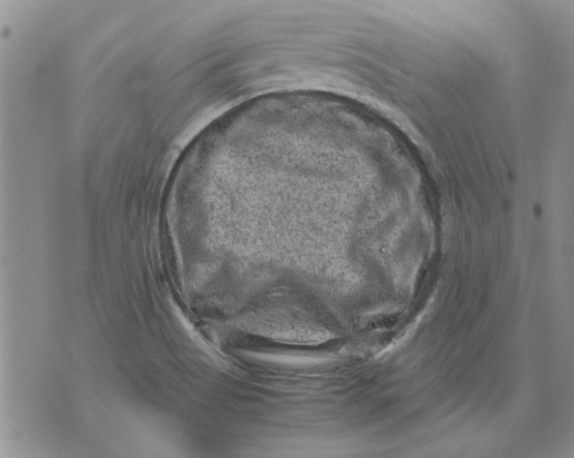 X0000071861513200607211904