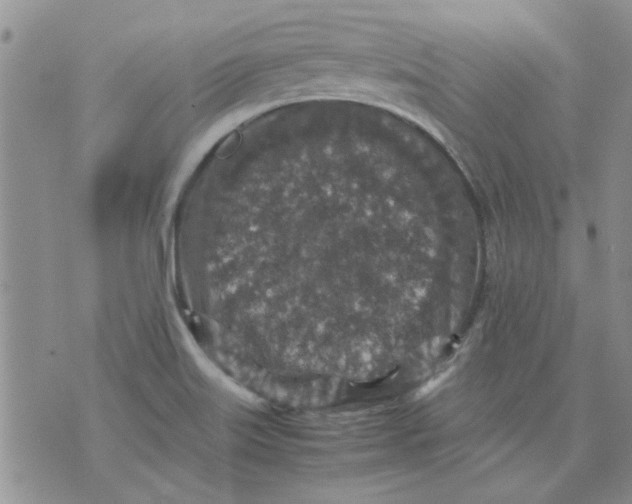 X0000071861515200607211904