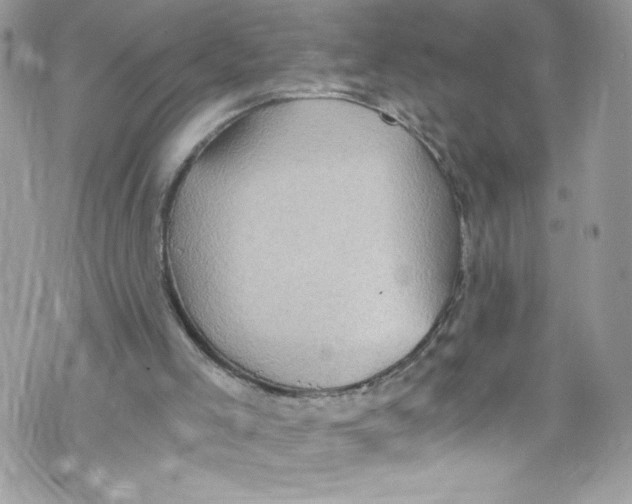 X0000071860005200607290209