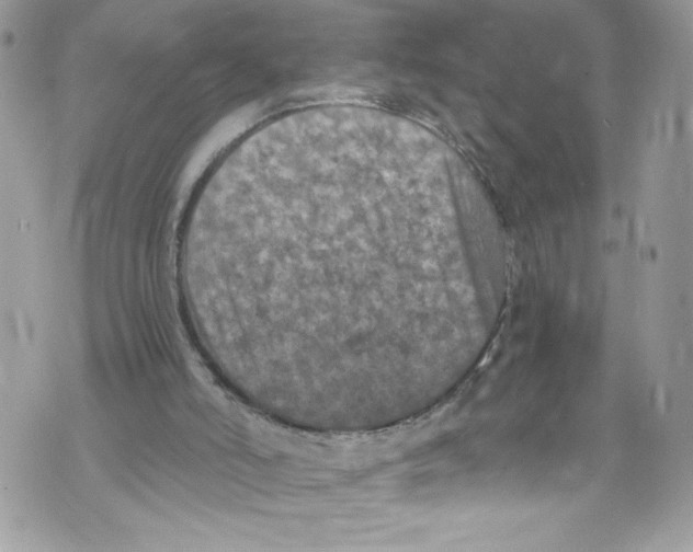 X0000071860006200607290209