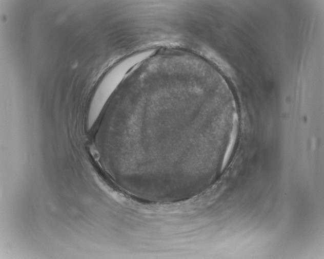 X0000071860009200607290209