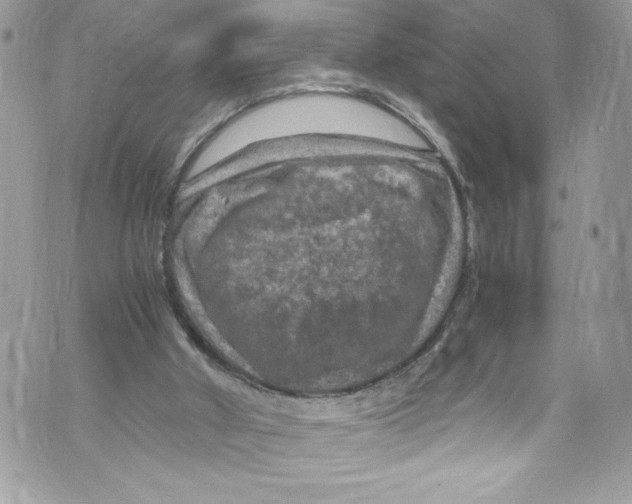 X0000071860010200607290209