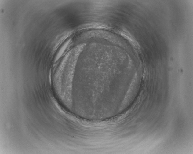 X0000071860014200607290208