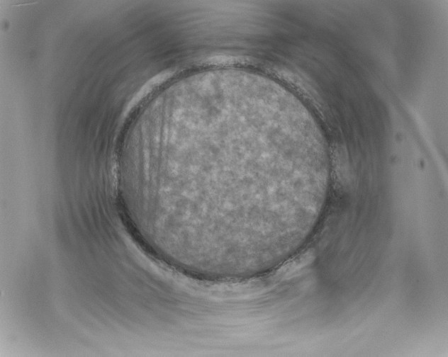 X0000071860016200607290208