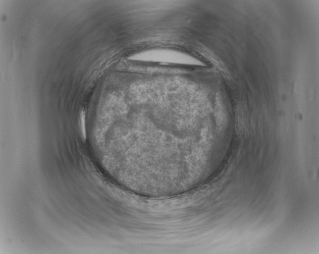 X0000071860022200607290208