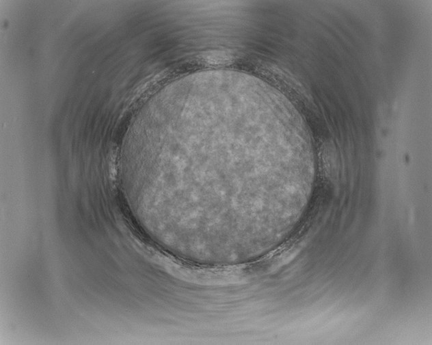 X0000071860032200607290208