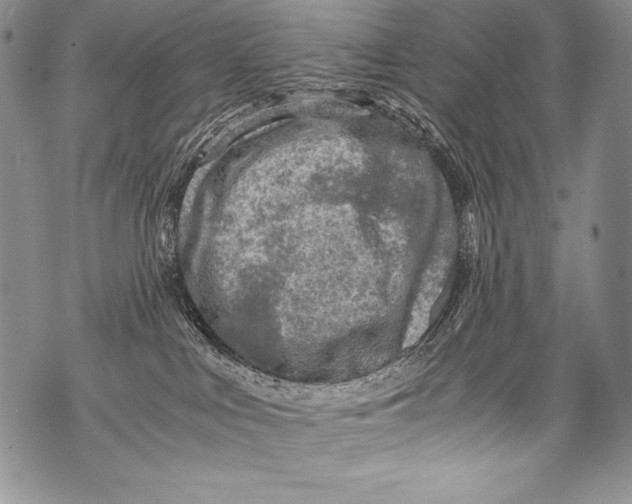 X0000071860043200607290208