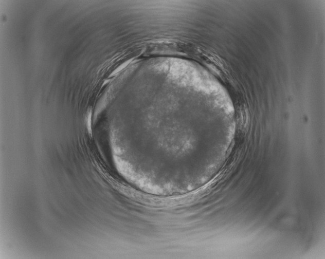 X0000071860047200607290208