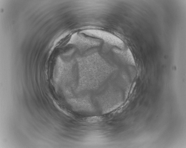 X0000071860050200607290207