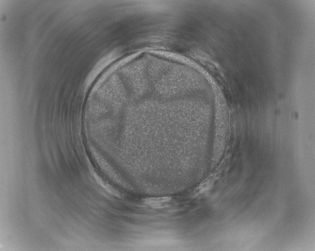 X0000071860051200607290207