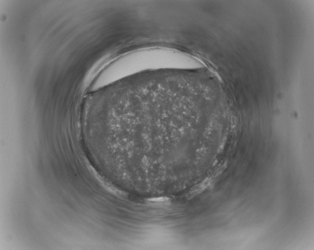 X0000071860053200607290207