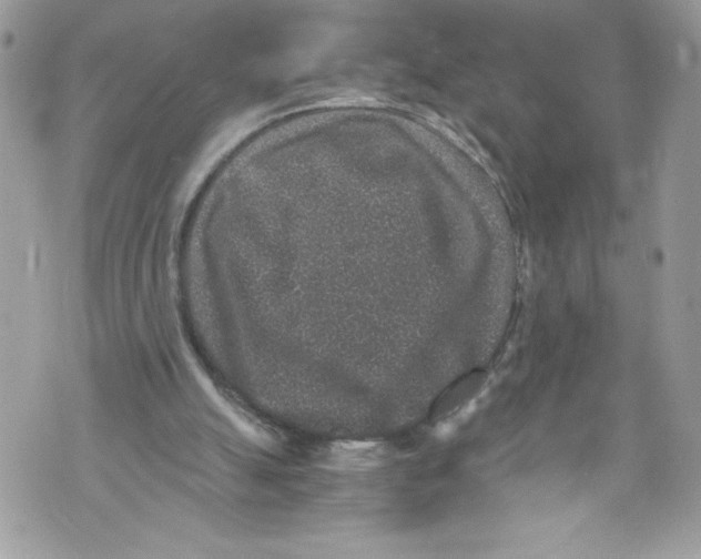 X0000071860055200607290207