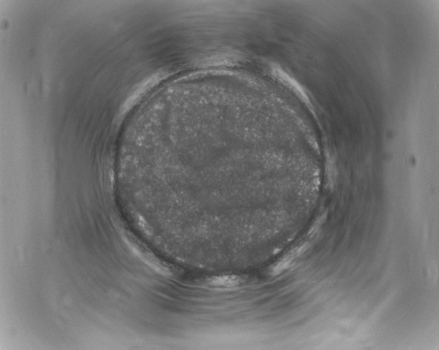 X0000071860059200607290207