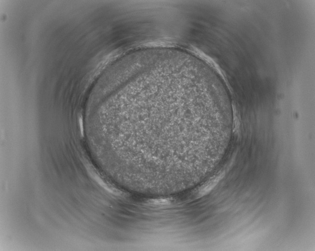 X0000071860061200607290207