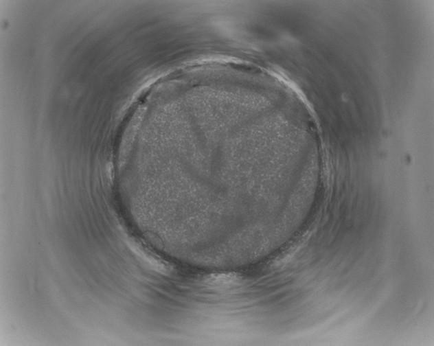 X0000071860063200607290207