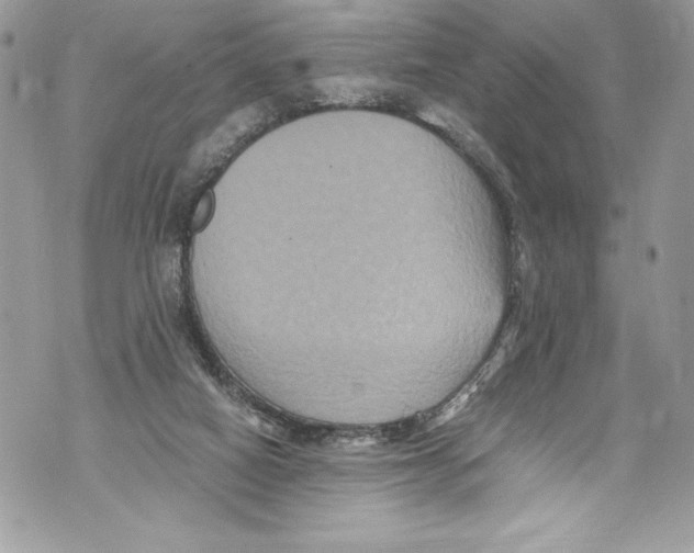 X0000071860066200607290207