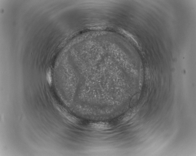 X0000071860069200607290207