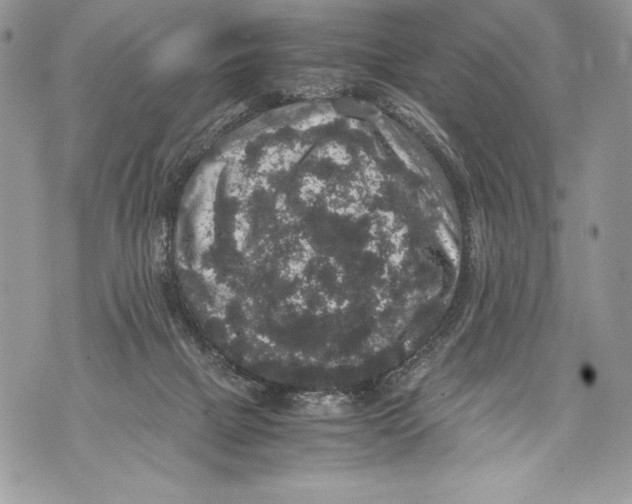 X0000071860073200607290208