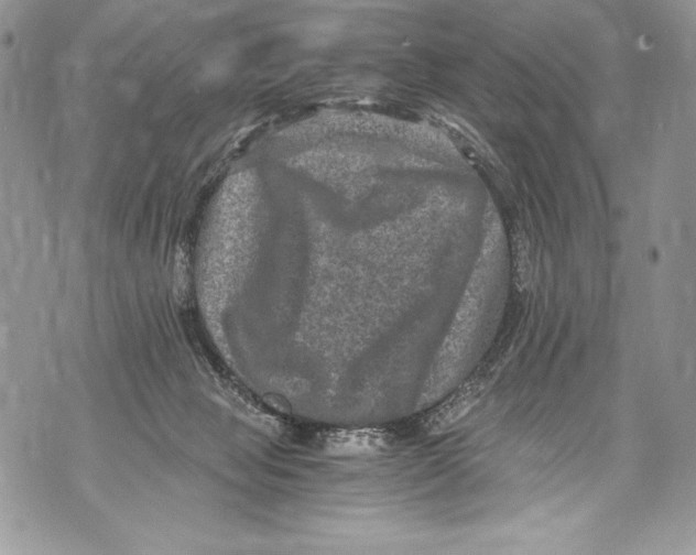 X0000071860077200607290208