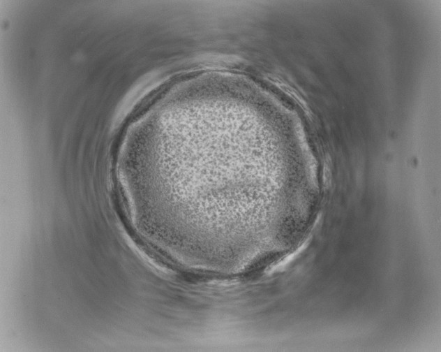 X0000071860101200607290207