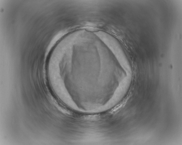 X0000071860102200607290207