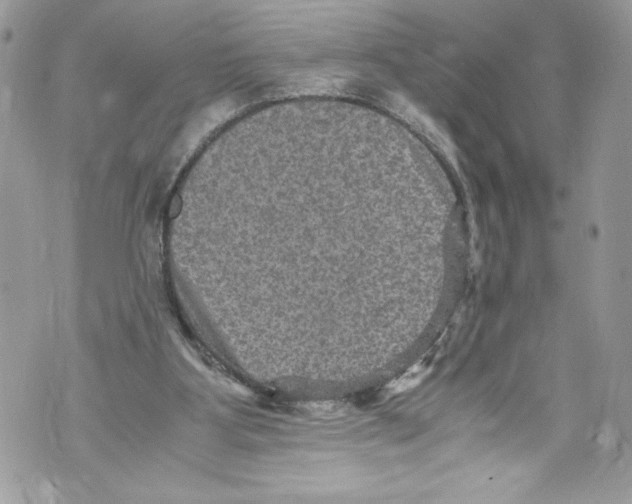 X0000071860107200607290207