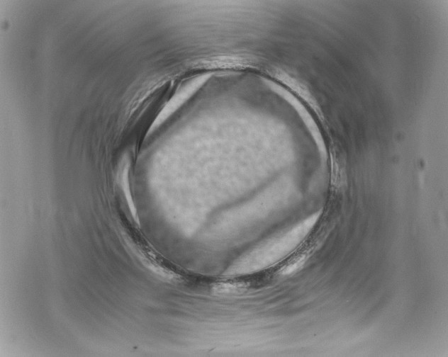 X0000071860109200607290207