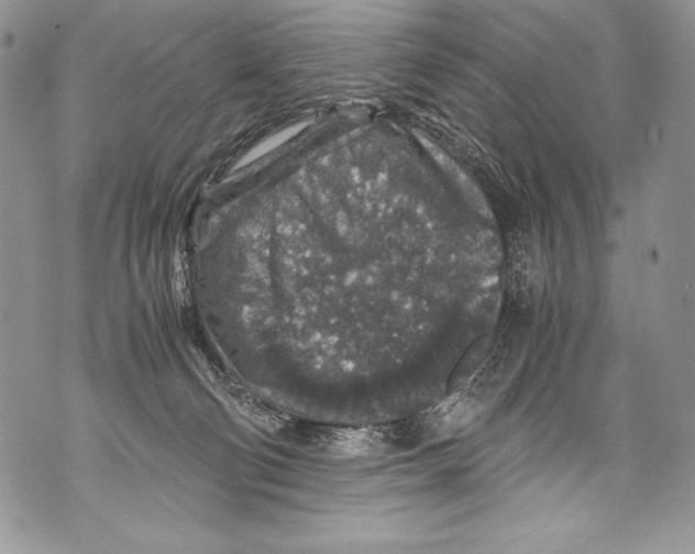 X0000071860130200607290207