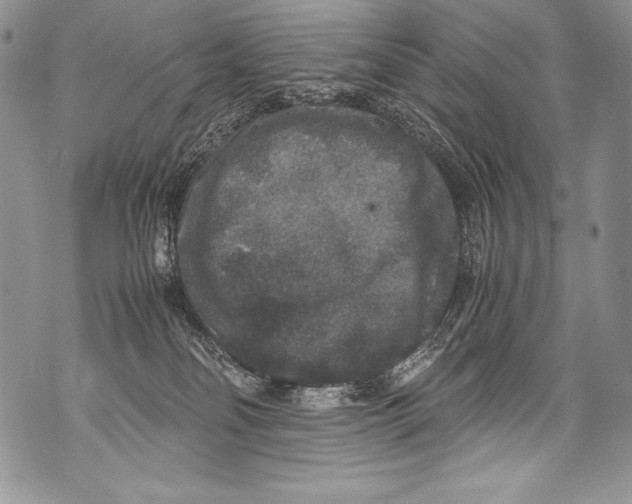 X0000071860134200607290207