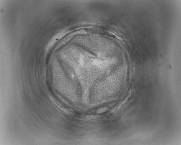 X0000071860149200607290206