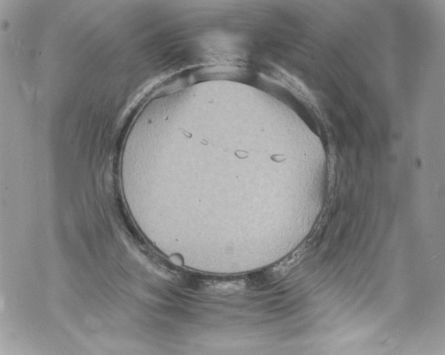 X0000071860155200607290206