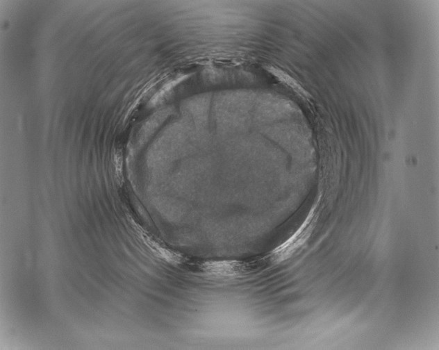 X0000071860192200607290206