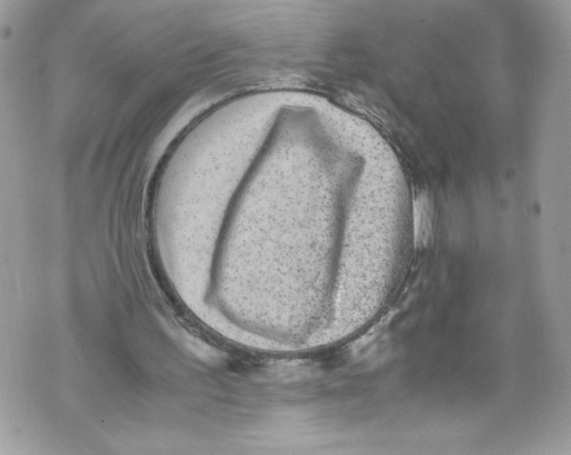 X0000071860195200607290206