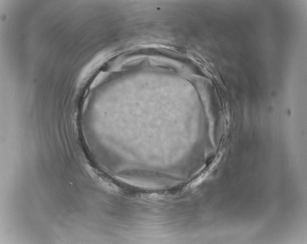 X0000071860197200607290206