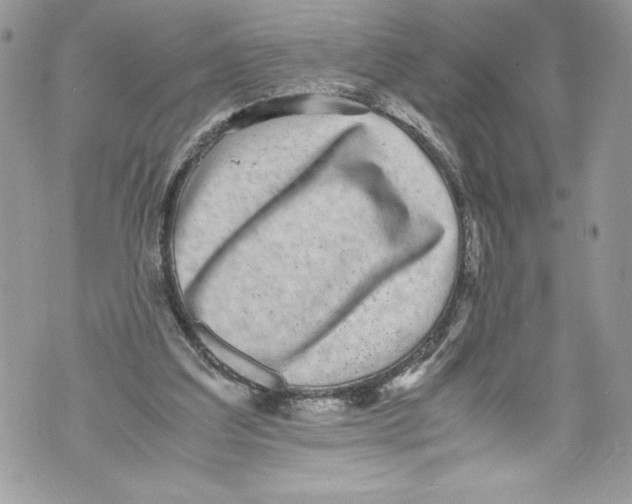 X0000071860203200607290205