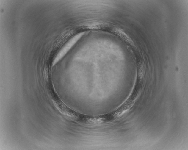 X0000071860213200607290205