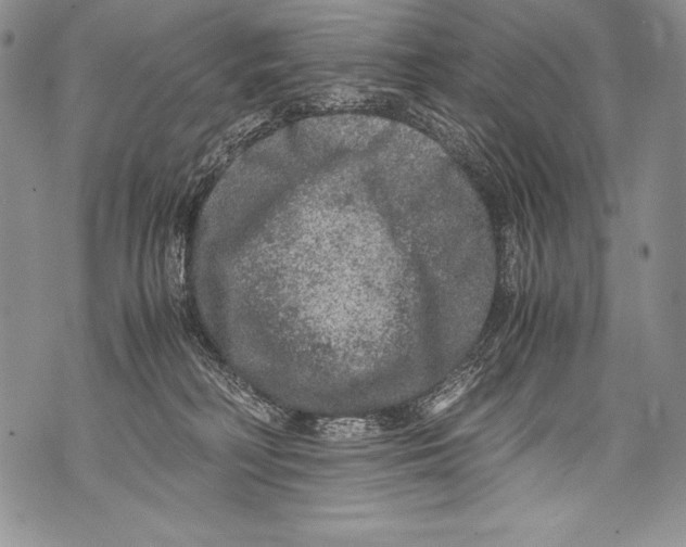 X0000071860230200607290205