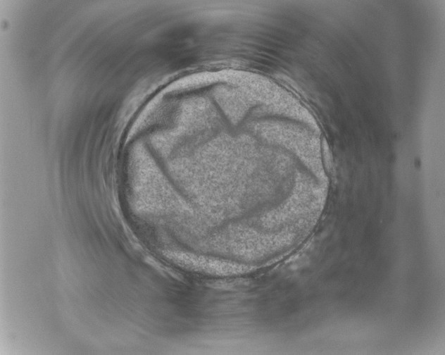 X0000071860241200607290204