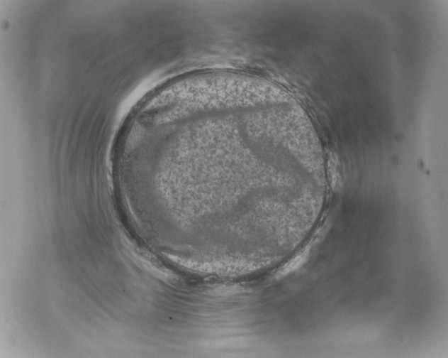 X0000071860246200607290204