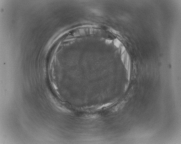 X0000071860247200607290204