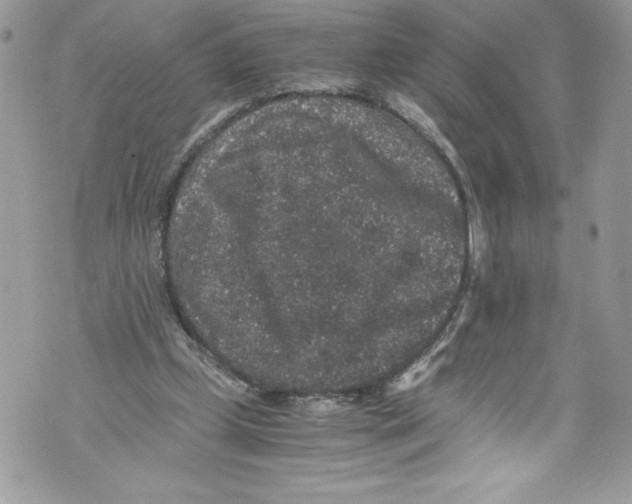 X0000071860249200607290204