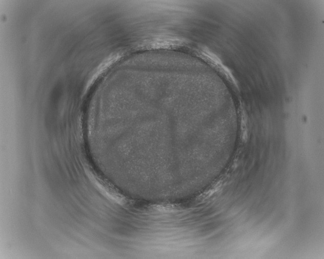 X0000071860250200607290204