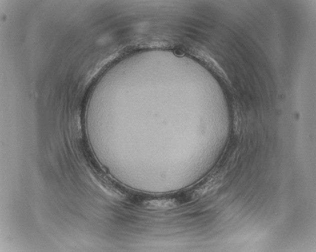 X0000071860251200607290204